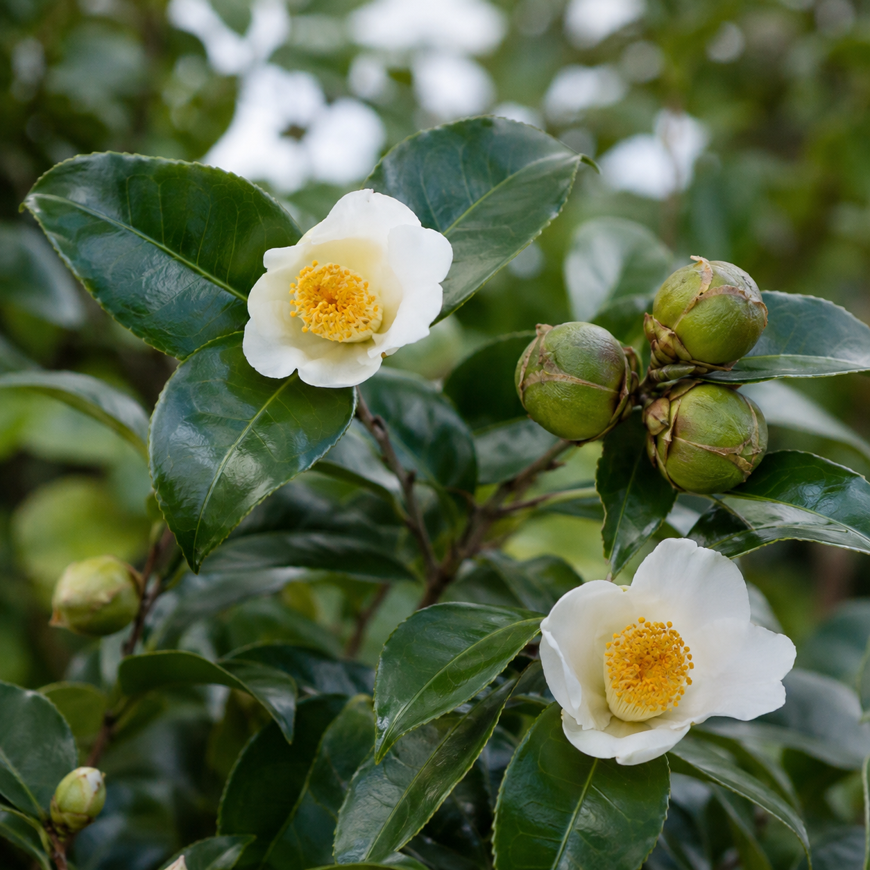 Camellia Seed Oil - Certified Organic