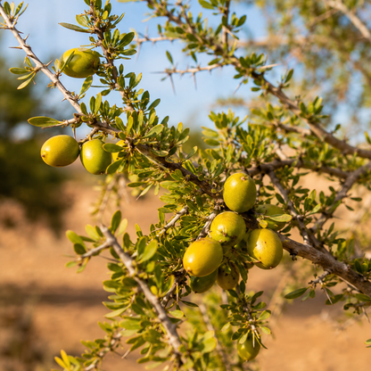Argan Oil (deodorised) - Certified Organic