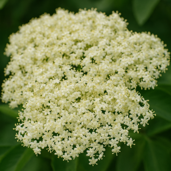 Elderflower - Natural Absolute Blend