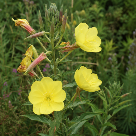 Evening Primrose Seed Oil - Certified Organic
