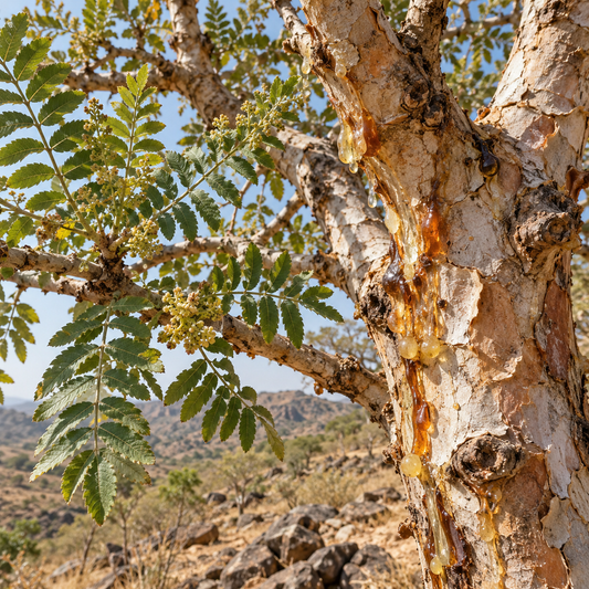 Frankincense Serrata Resin Tears