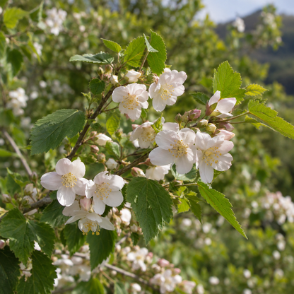 Hoheria Extract