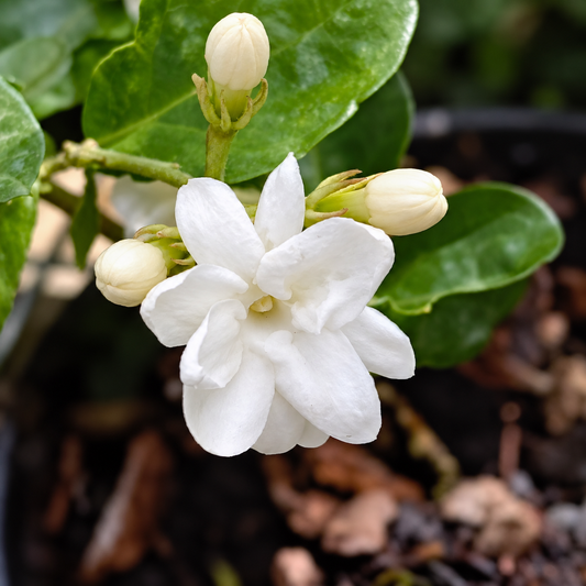 Jasmine Sambac Perfume Wax