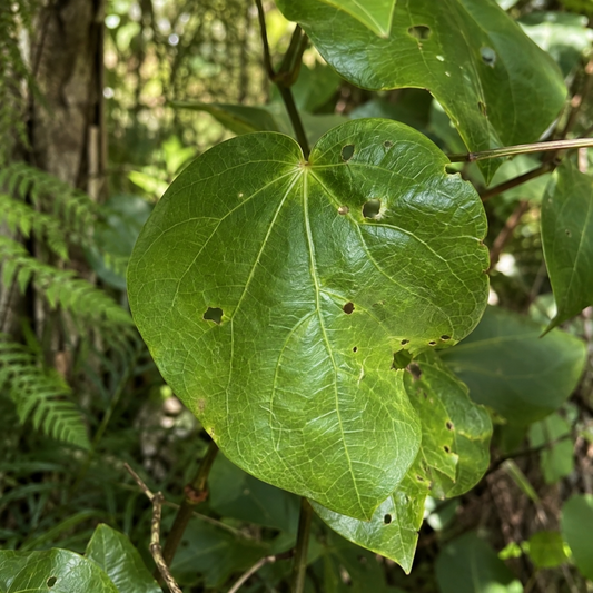 Kawakawa Infused in Almond Oil