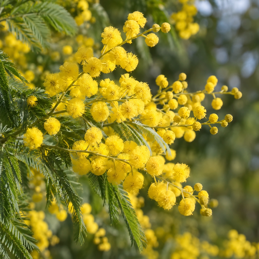 Mimosa Perfume Wax