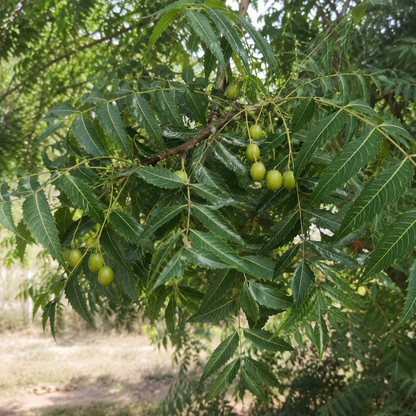 Neem Seed Oil
