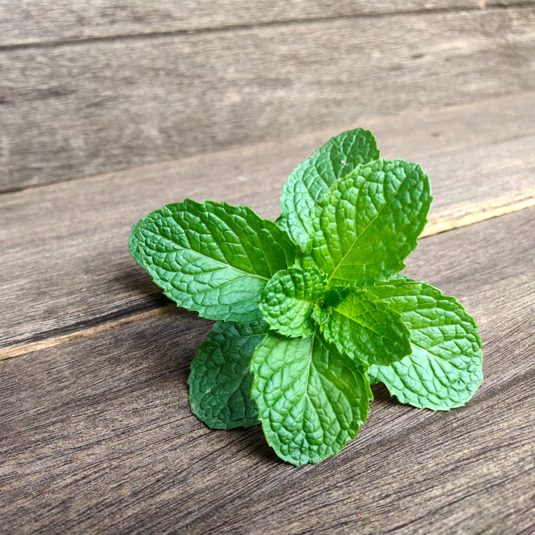 Peppermint Leaf CO2 - Certified Organic