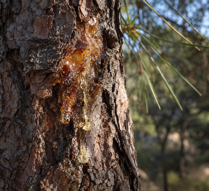 Pine Rosin
