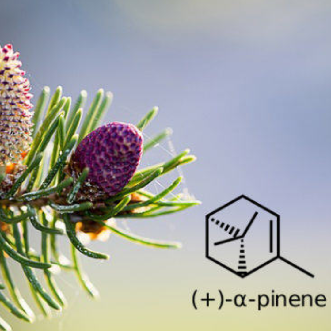Pinene Dream - Natural Terpene Blend