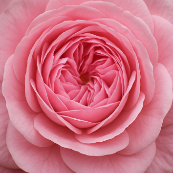 Rose de Mai - Natural Absolute Blend