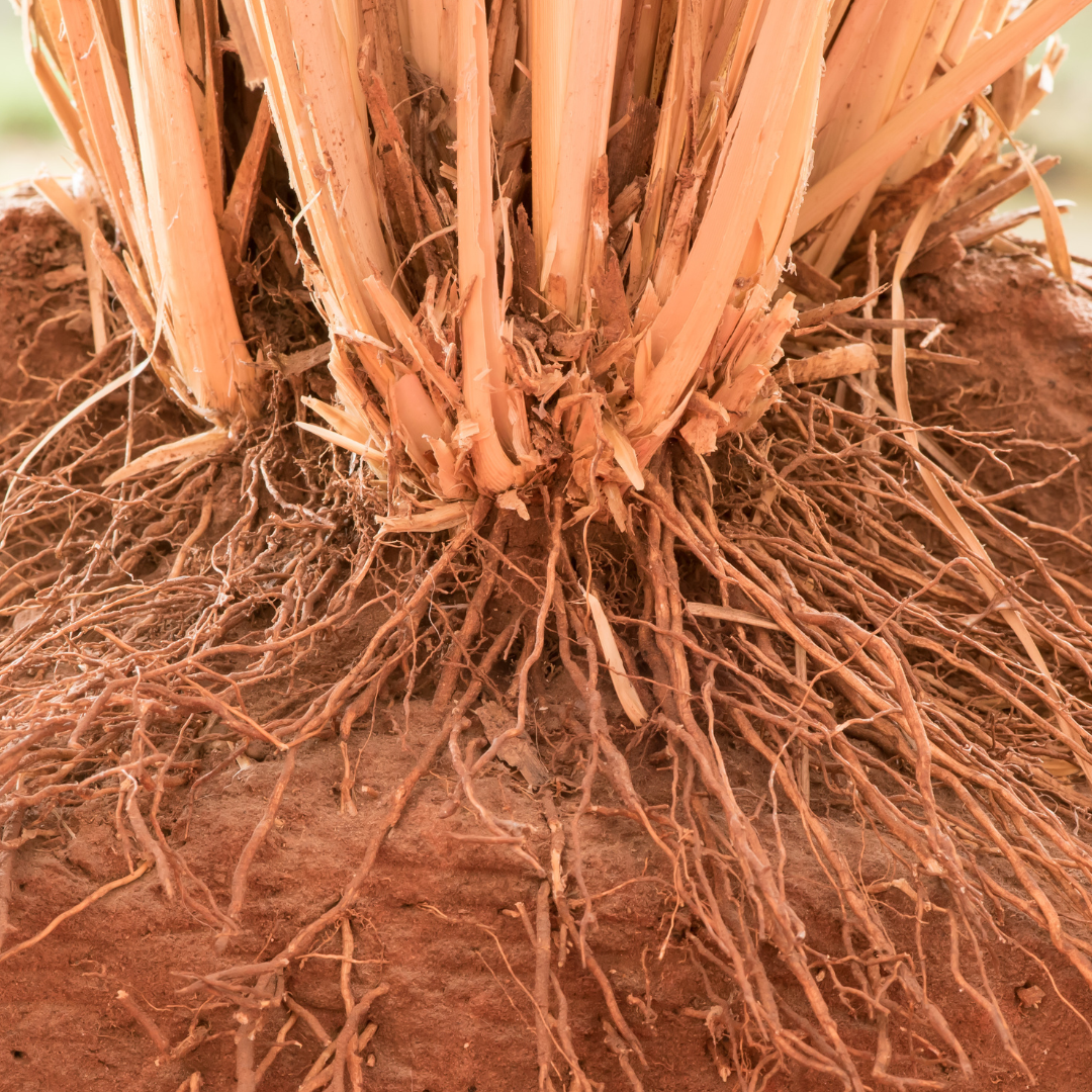 Vetiver Root
