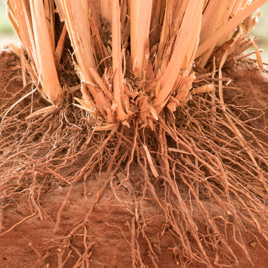 Vetiver Root