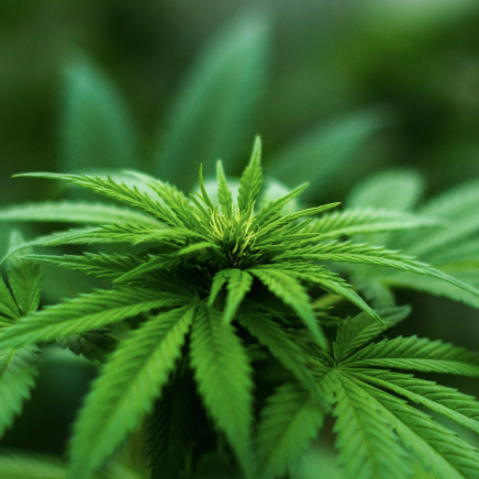 Hemp Essential Oil 10% in FCO