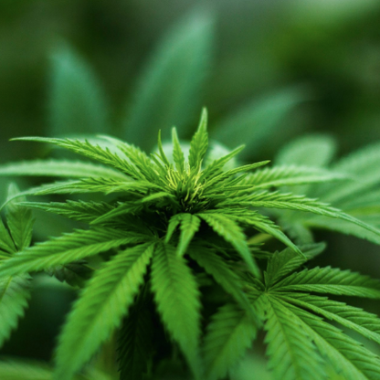 Hemp Essential Oil 10% in FCO
