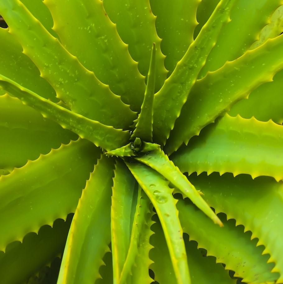 Aloe Vera Gel