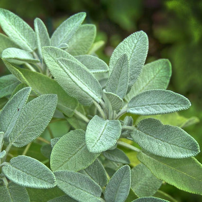 Sage Dalmatian Essential Oil