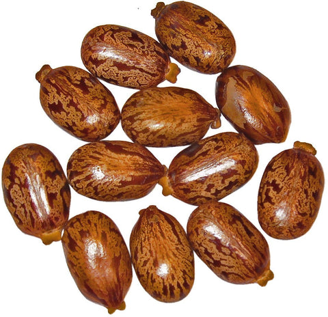 Castor Seed Oil - Certified Organic