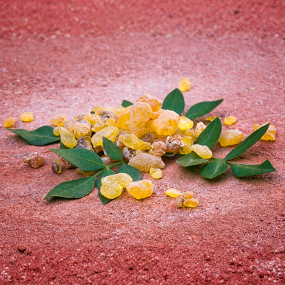 Frankincense Serrata CO2