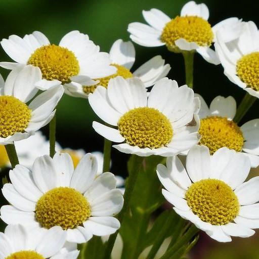 Chamomile German Essential Oil