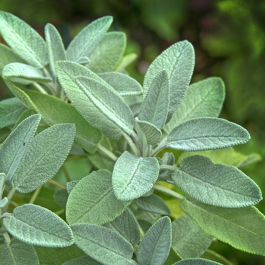 Sage Dalmatian Essential Oil