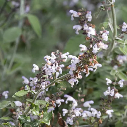 Sage Triloba CO2