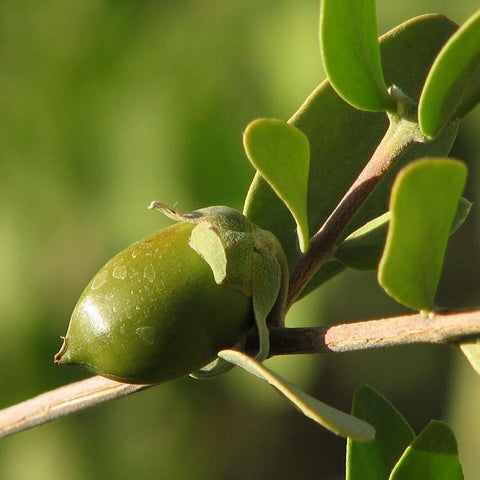 Jojoba Oil Clear