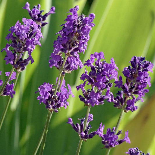 Lavender French Maillette Essential Oil
