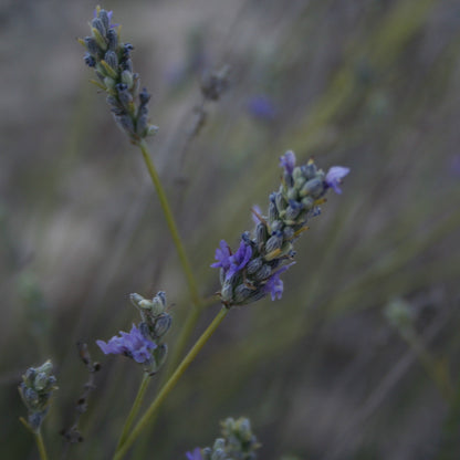 Lavender Hydrosol - Certified Organic