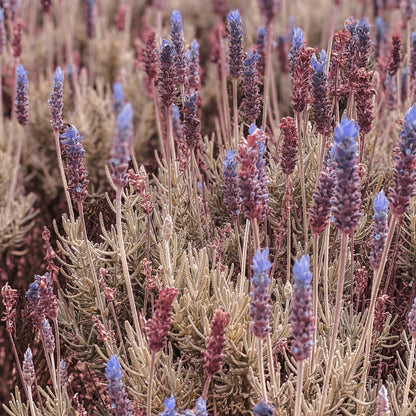 Lavender Violet Intrigue NZ Essential Oil