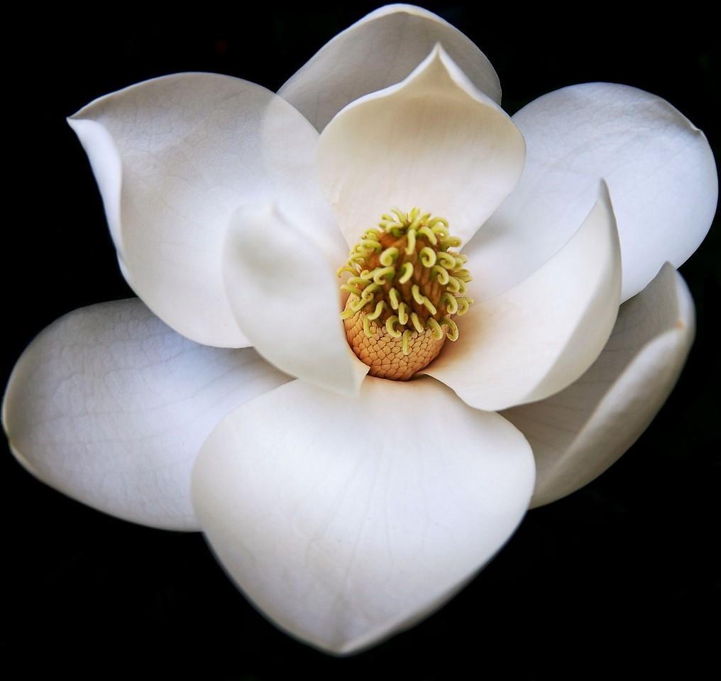 Magnolia Flower Essential Oil