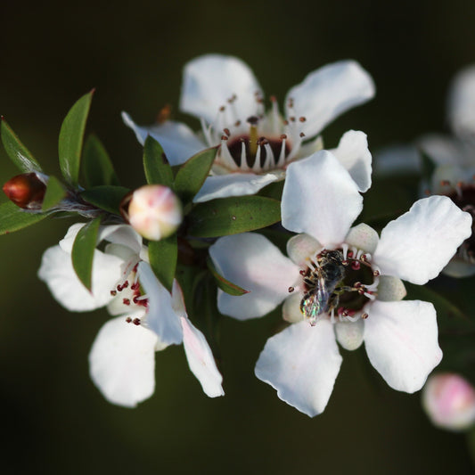 Manuka Hydrosol