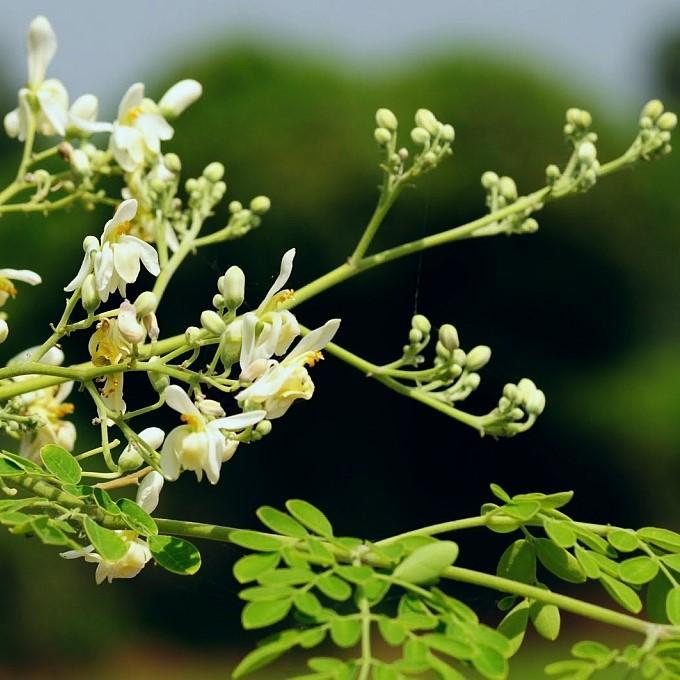 Moringa Seed Oil