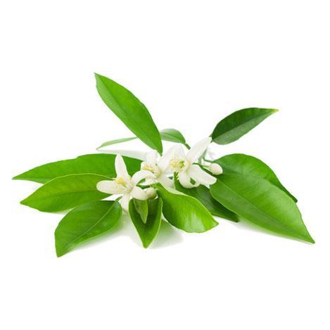 Neroli Essential Oil