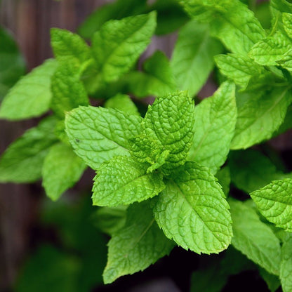 Spearmint Essential Oil