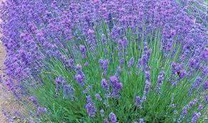 Lavender Violet Intrigue NZ Essential Oil