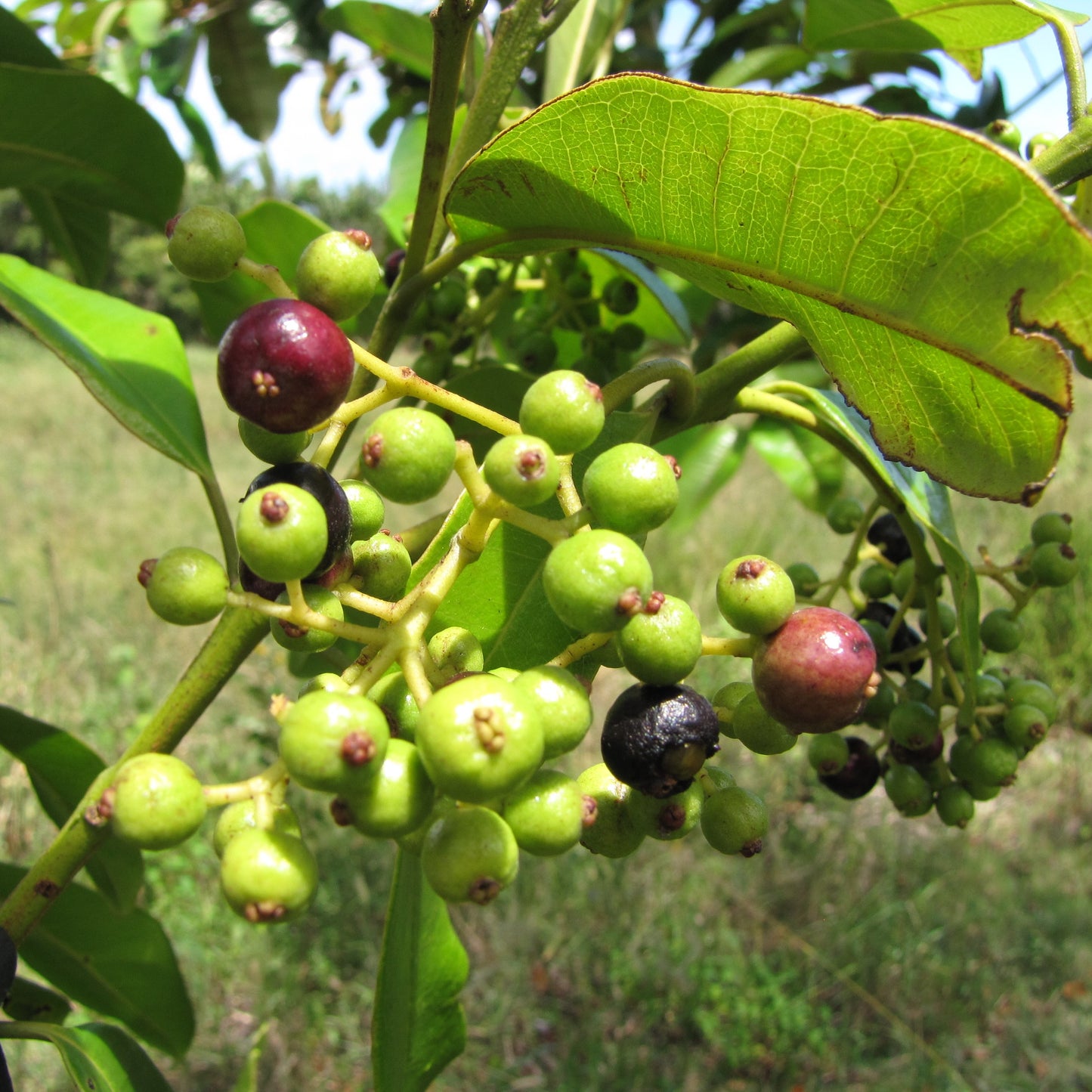 Allspice Essential Oil