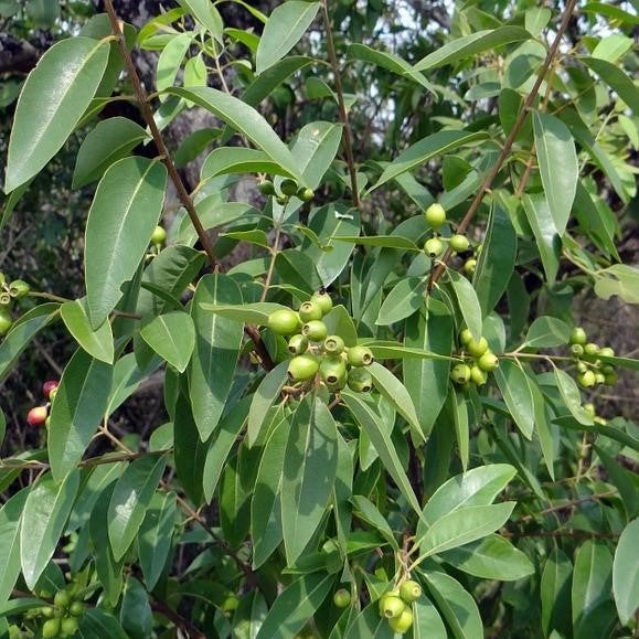 Amyris Essential Oil (West Indian Sandalwood)