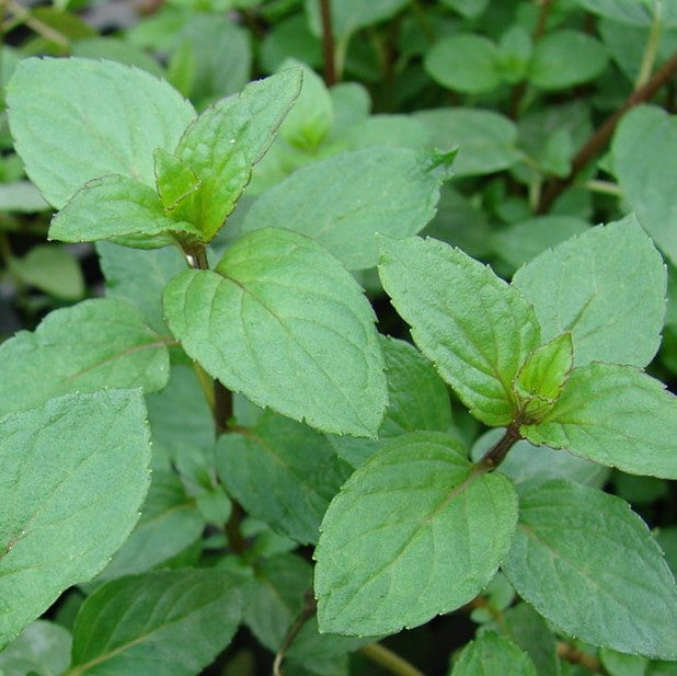 Bergamot Mint Essential Oil