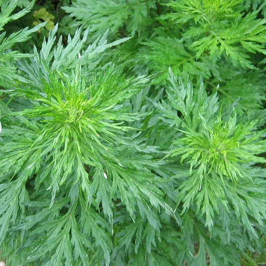 Davana Essential Oil