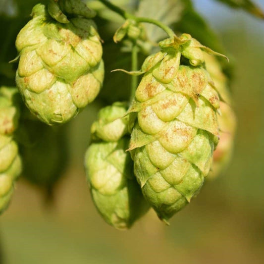 Hop Essential Oil