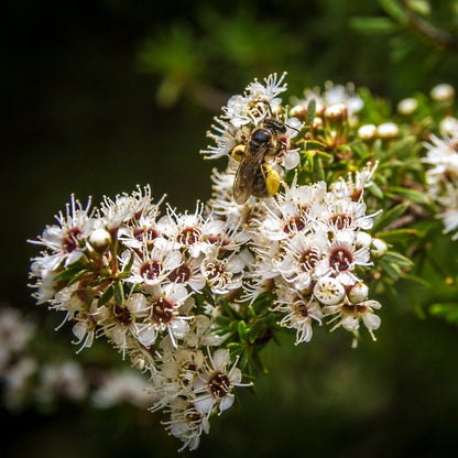 Manuka & Kanuka Essential Oil Blend