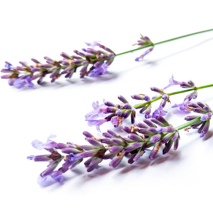 Lavender Pacific Blue Essential Oil