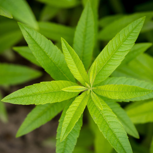 Lemon Verbena Essential Oil