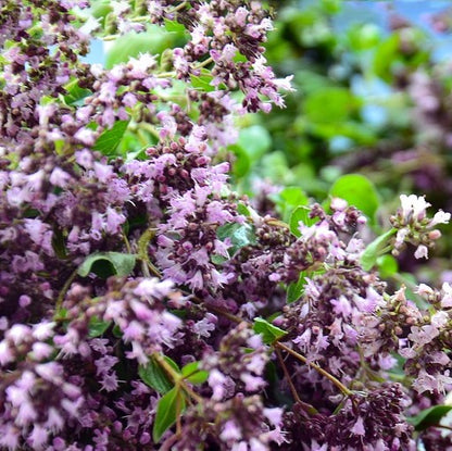 Marjoram Sweet Essential Oil