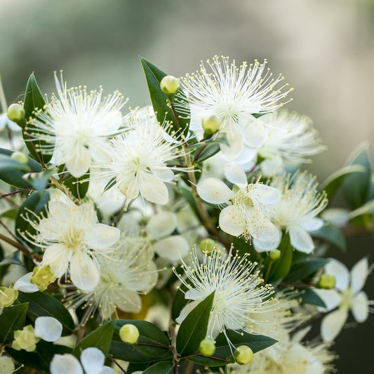 Myrtle Essential Oil