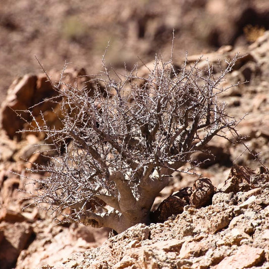 Opoponax (Sweet Myrrh)