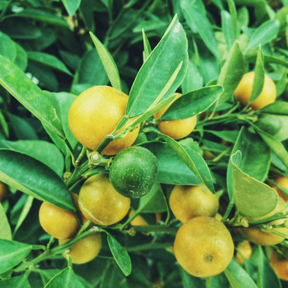 Petitgrain Lemon Essential Oil