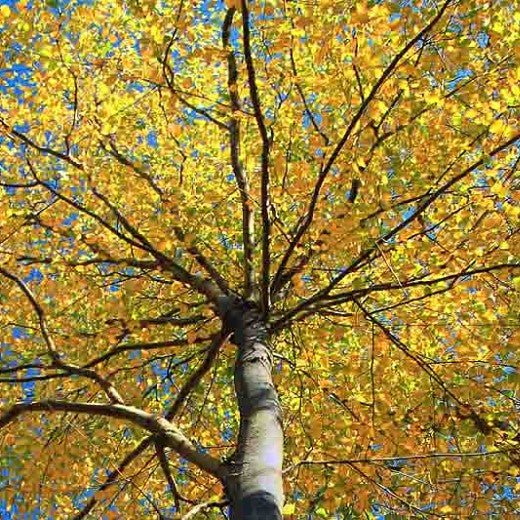 Birch Sweet Essential Oil