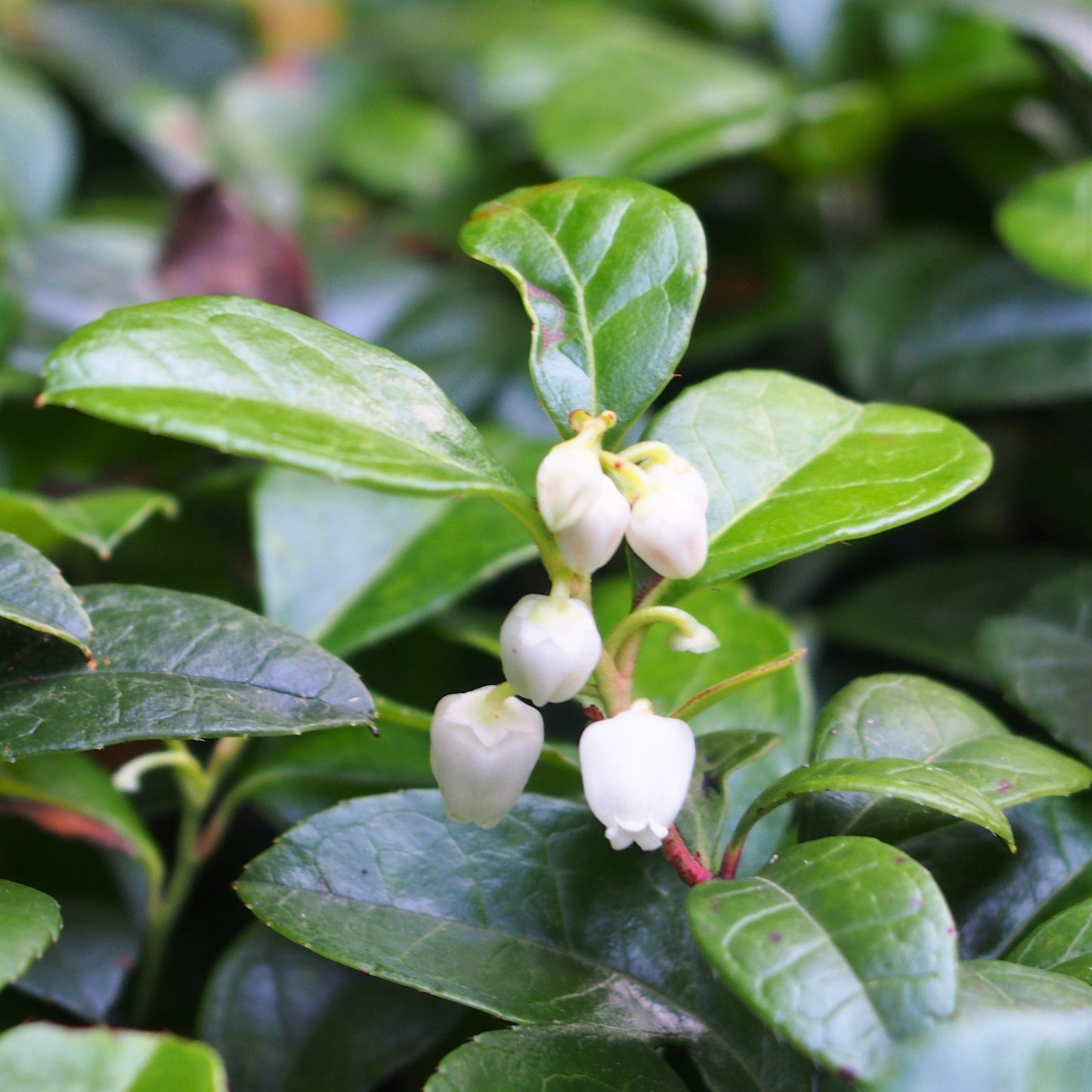 Wintergreen Essential Oil - Certified Organic