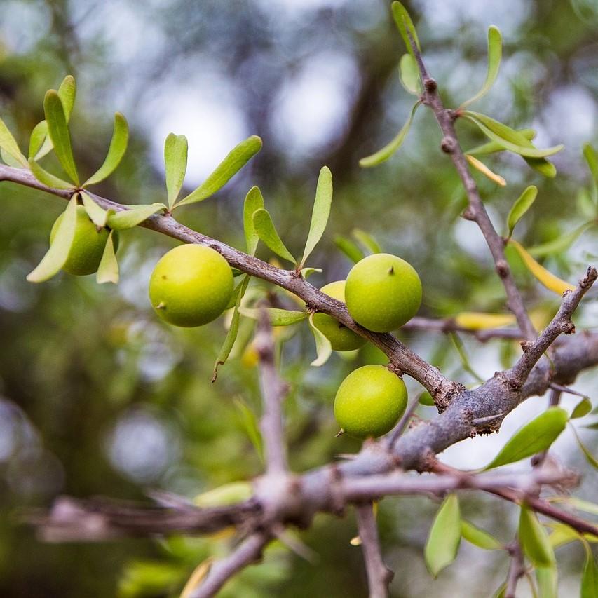 Argan Oil (deodorised) - Certified Organic